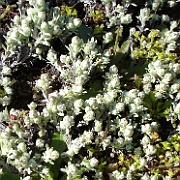 stylocline gnaphaloides